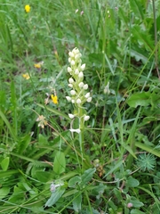 Platanthera chlorantha