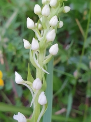 Platanthera chlorantha
