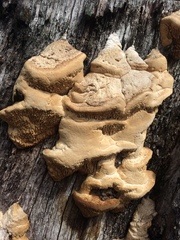 Daedalea quercina image
