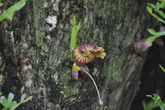 Floerkea proserpinacoides