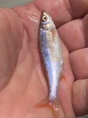 Lythrurus fasciolaris