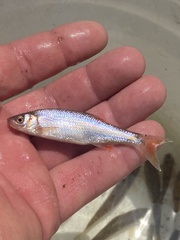 Lythrurus fasciolaris