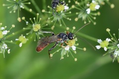 Tryphoninae