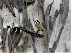 Falcunculus leucogaster