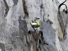 Falcunculus leucogaster