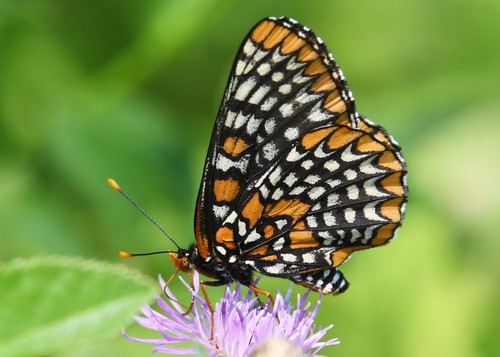 Baltimore Checkerspot