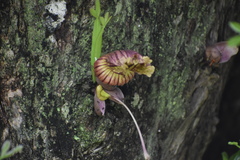 Floerkea proserpinacoides