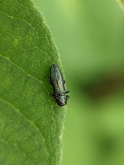 Agrilus cyanescens