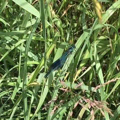 Calopteryx splendens