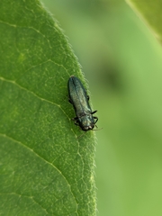 Agrilus cyanescens