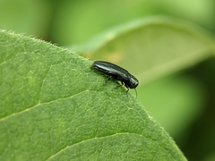Agrilus cyanescens
