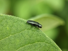 Agrilus cyanescens