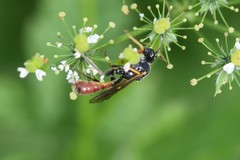 Tryphoninae