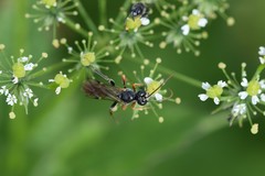 Tryphoninae