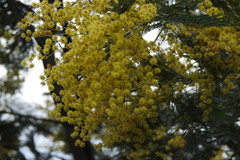 Acacia dealbata