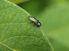 Agrilus cyanescens