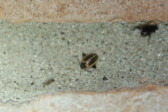 Ora discoidea