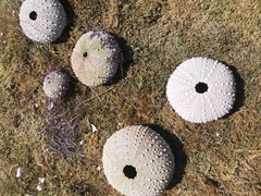 Strongylocentrotidae