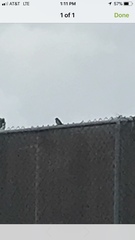 Passer domesticus