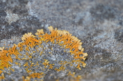 Leproplaca cirrochroa