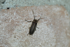 Pseudozonitis labialis