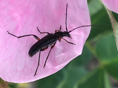 Grammoptera subargentata