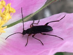 Grammoptera subargentata