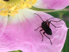 Grammoptera subargentata