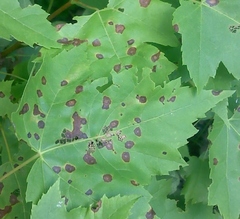 Sphaerulina aceris