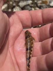 Etheostoma blennius