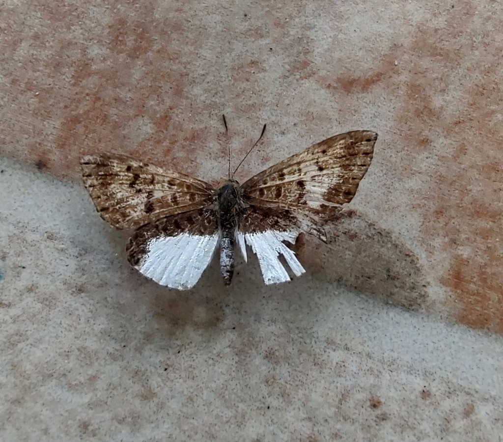 Catocyclotis malca