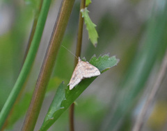 Uresiphita reversalis