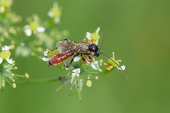 Tryphoninae