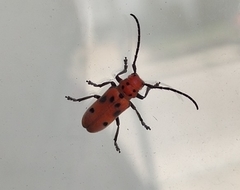 Tetraopes tetrophthalmus