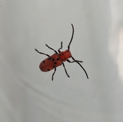 Tetraopes tetrophthalmus