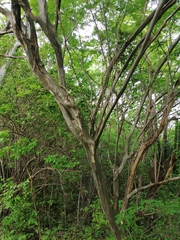 Chloroleucon mangense