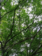 Chloroleucon mangense