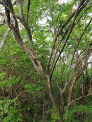 Chloroleucon mangense