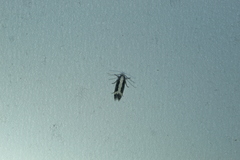 Aroga camptogramma