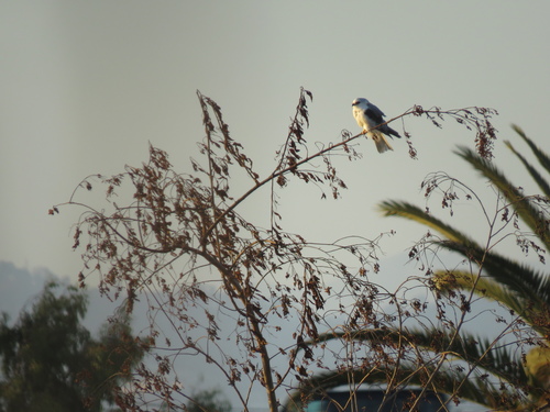 photo of White-tailed Kite (Elanus leucurus)