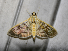 Arthromastix lauralis