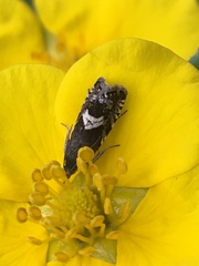 Grapholita interstinctana