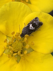 Grapholita interstinctana