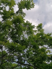Piptadenia obliqua