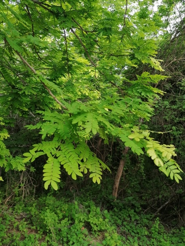 Pityrocarpa obliqua, photograph 6