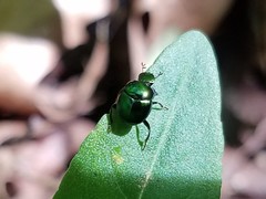 Canthon viridis