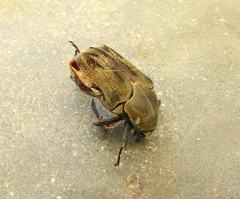 Hologymnetis margaritis