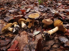 Cortinarius clandestinus