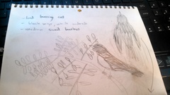 Junco