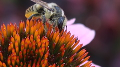Megachile pugnata